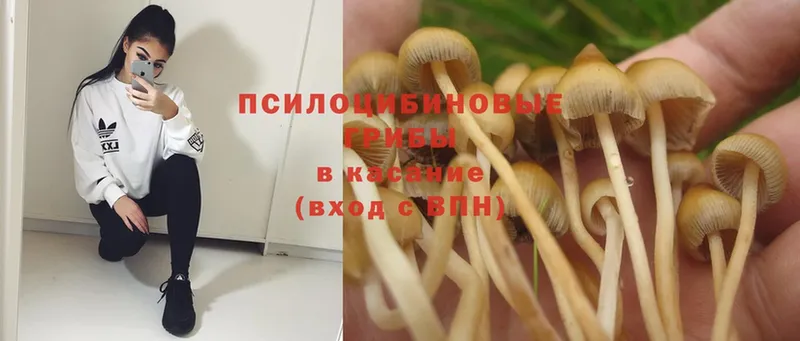 купить наркоту  Владимир  Псилоцибиновые грибы Psilocybe 